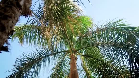 从地面看热带岛屿生长的高棕榈树的4k镜头视频的预览图