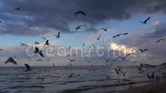 慢动作数百只海鸥在海边飞翔视频的预览图