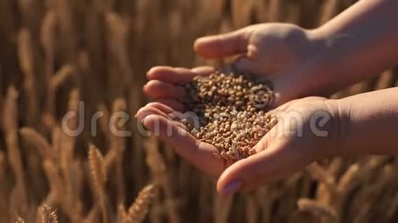 女人手掌在黄色麦穗的背景下握住小麦种子视频的预览图