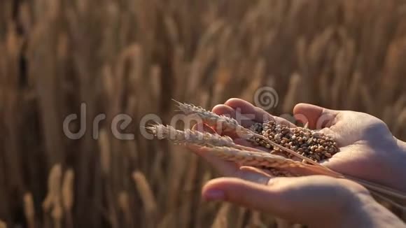女人手掌在黄色麦穗的背景下握住小麦种子视频的预览图