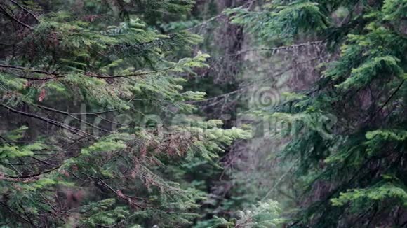 多云天气林中野生松树枝库存录像古老的针叶树摇动它们的枝条视频的预览图