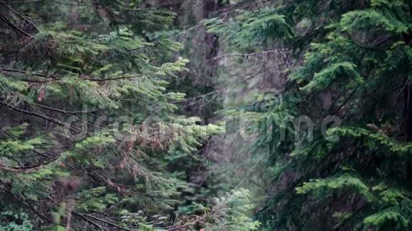 多云天气林中野生松树枝库存录像古老的针叶树摇动它们的枝条视频的预览图