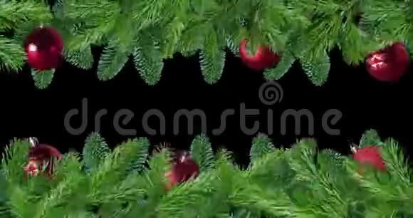 红黑色背景屏上分离的松树绿枝视频的预览图