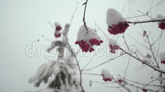 冬天的振动树红色浆果覆盖着雪冬季圣诞公园无叶树枝上的雪视频的预览图