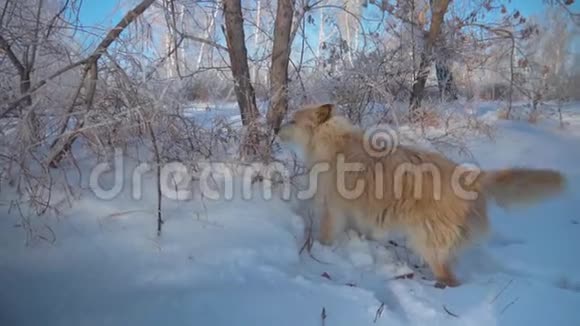 狗在冬天的森林里沿着小路跑快乐的宠物视频的预览图