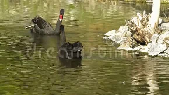 湖上的黑天鹅和鸟类动物视频的预览图