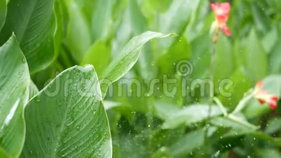 水滴浇花水滴灌溉绿色的热带树叶和花朵视频的预览图