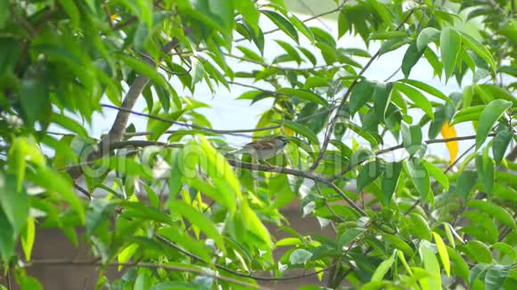 早晨在树枝上栖息的麻雀视频的预览图