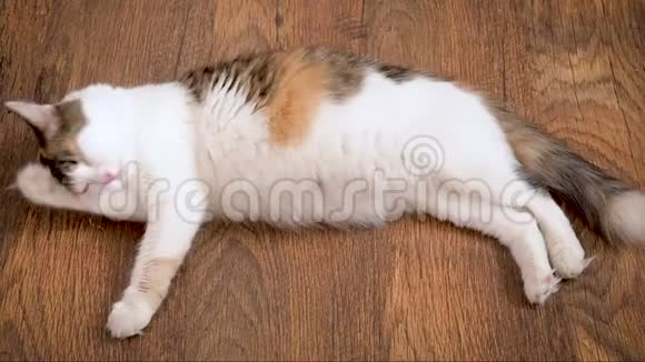 怀孕的猫躺在木地板上舔怀孕最后一个学期的猫怀孕的大肚视频的预览图