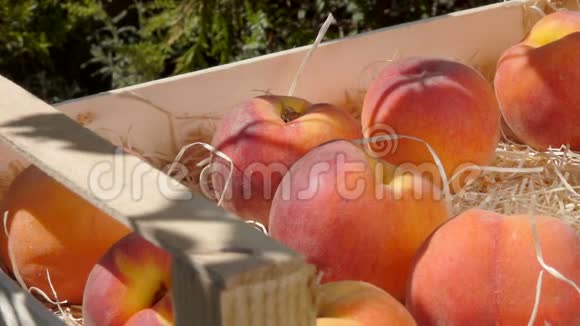 手把成熟多汁的桃子放进木箱里视频的预览图