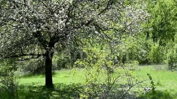 春天有梨花和粉红色的苹果树视频的预览图