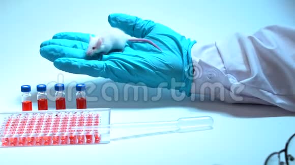 一位科学家戴着一次性手套和一件白色外套将药物引入灰色实验室老鼠的嘴里概念视频的预览图