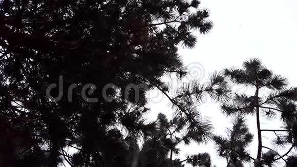 一棵常绿树下积雪的上景高空降雪的视角视频的预览图