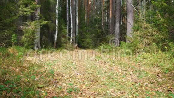在针叶林和白桦林中一只狗种着一只野狗沿着小径奔跑视频的预览图