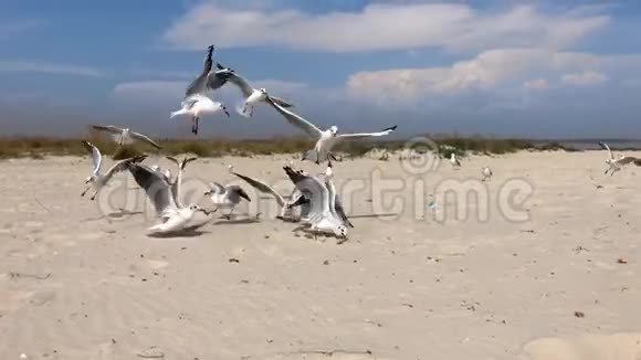 沙滩上成群的海洋白鸥视频的预览图