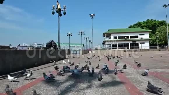 慢镜头拍摄的鸽子鸟飞离镜头视频的预览图