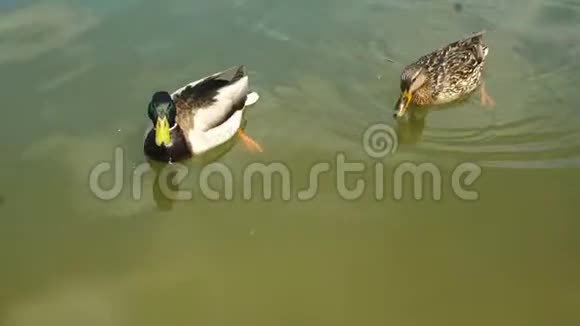 两只鸭子漂浮在湖里视频的预览图