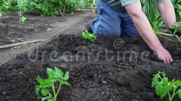 那个人坐下来给你的花园种番茄苗视频的预览图