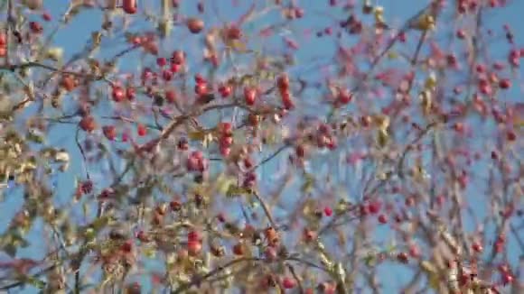 红山楂浆果在光秃秃的树枝上没有叶子对着天空在寒冷的早晨红山楂浆果视频的预览图