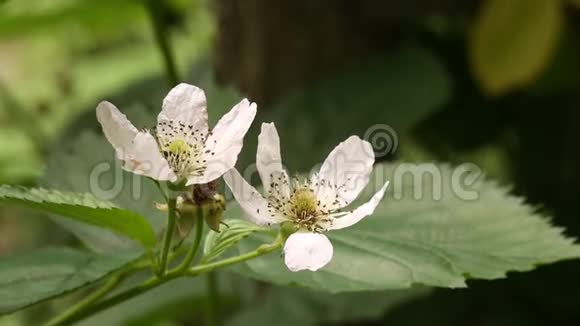 花园中的大面积接近开花的黑莓植物视频的预览图