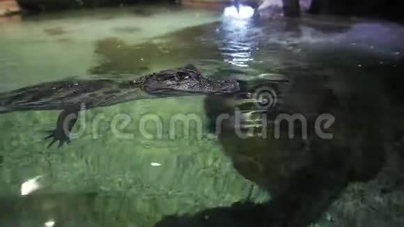鳄鱼的孩子在水面上的水族馆里一动不动视频的预览图