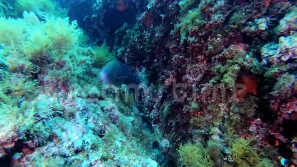 水下场景小蓝礁鱼在镜头附近游动视频的预览图