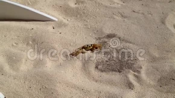 螃蟹在海滩上奔跑视频的预览图
