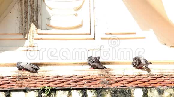 鸽子或鸽子站在城市的屋顶上在寒冷的冬天晒太阳视频的预览图