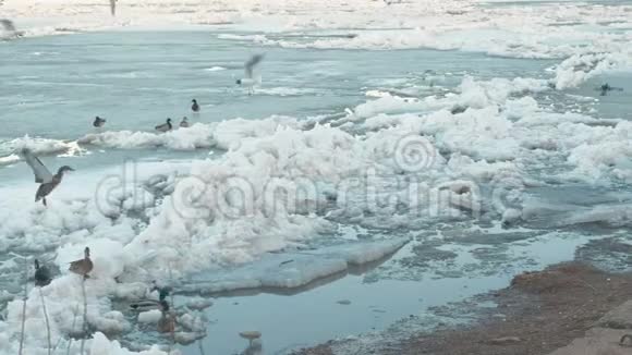 鸟海鸥和鸭子在冰河海滩上视频的预览图