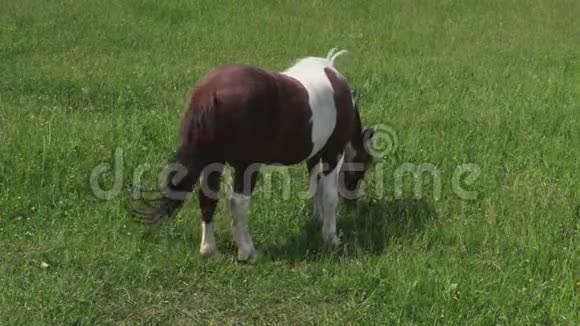 小马在草地上吃草然后逃跑视频的预览图