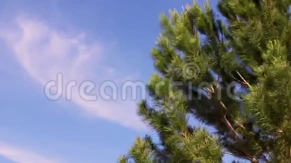 刮风的日子里的松树视频的预览图