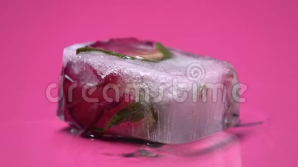 冰块有机化妆品护肤品中的玫瑰解冻大镜头视频的预览图
