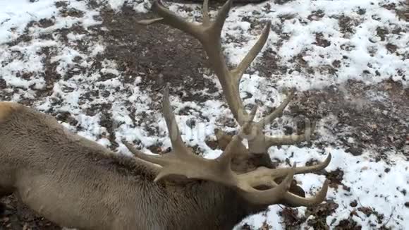 真正的大鹿在雪地公园的背景下长着大角哺乳动物视频的预览图