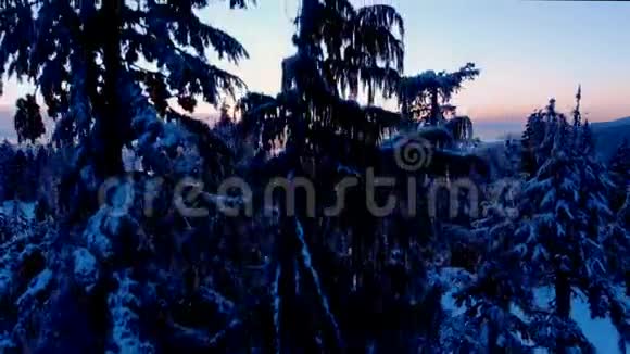 从西摩山俯瞰日落时白雪覆盖的树木和温哥华视频的预览图