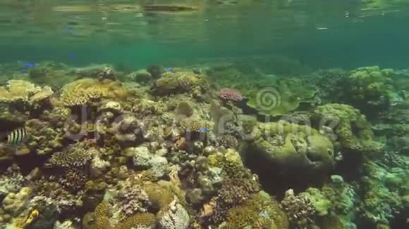 60便士的珊瑚礁和五颜六色的鱼视频的预览图