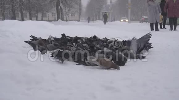 一大群鸽子在城里的一个公共汽车站寻找食物冬天它正在下雪慢慢地移动视频的预览图