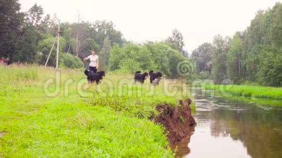 有四只伯纳牧羊犬的女人在河边视频的预览图