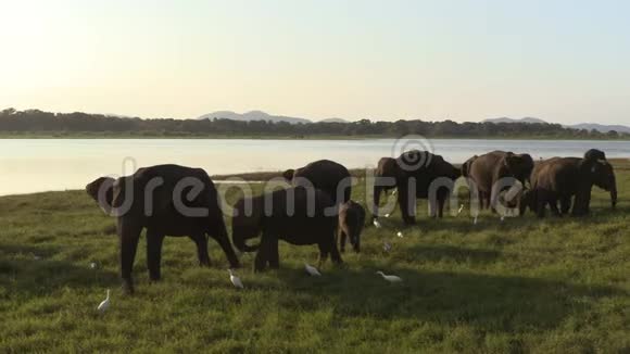斯里兰卡的大象群视频的预览图