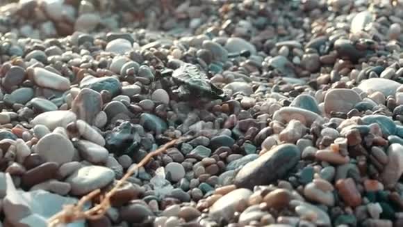 新生的海龟在海洋石头上爬行到海里小海龟到海洋的路径视频的预览图