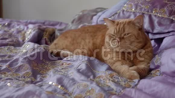 英国红猫拉爪子躺在床上视频的预览图
