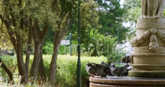 4k喷泉上的鸽子栖息视频的预览图