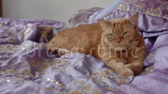 英国红猫拉爪子躺在床上视频的预览图
