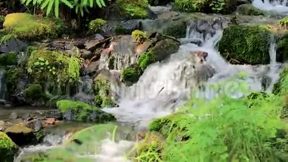 沿着热带雨林的溪流奔流视频的预览图