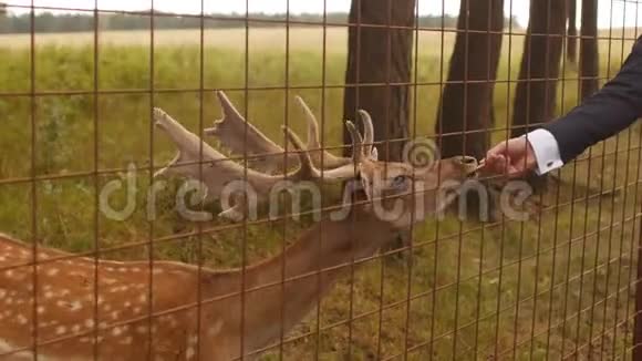 一个人用手喂一只野生动物一只斑斑的鹿特写的日本鹿视频的预览图