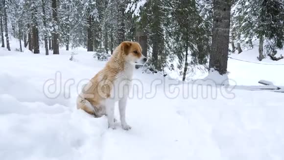 冬天在雪地里玩狗视频的预览图