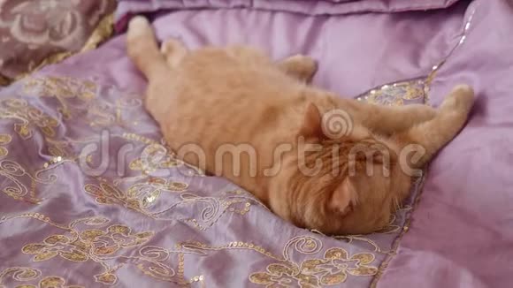 睡红的英国猫躺在卧室的紫罗兰色的封面上视频的预览图