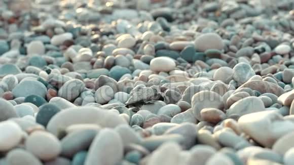 有目的的乌龟几乎不会在海边的大石头上爬视频的预览图