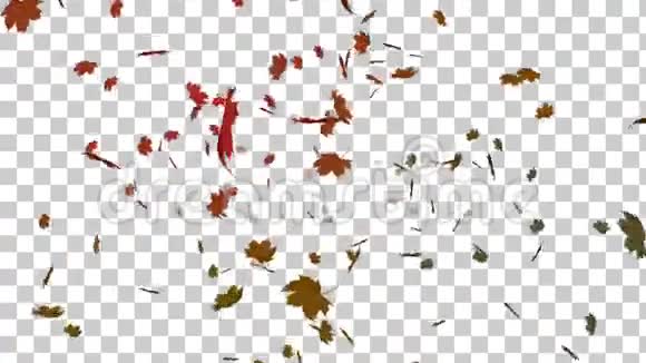 秋天的叶子落在阿尔法背景下视频的预览图