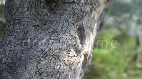 橄榄树树干的特写视频的预览图