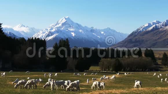与远处的库克山一起放牧的羊群视频的预览图